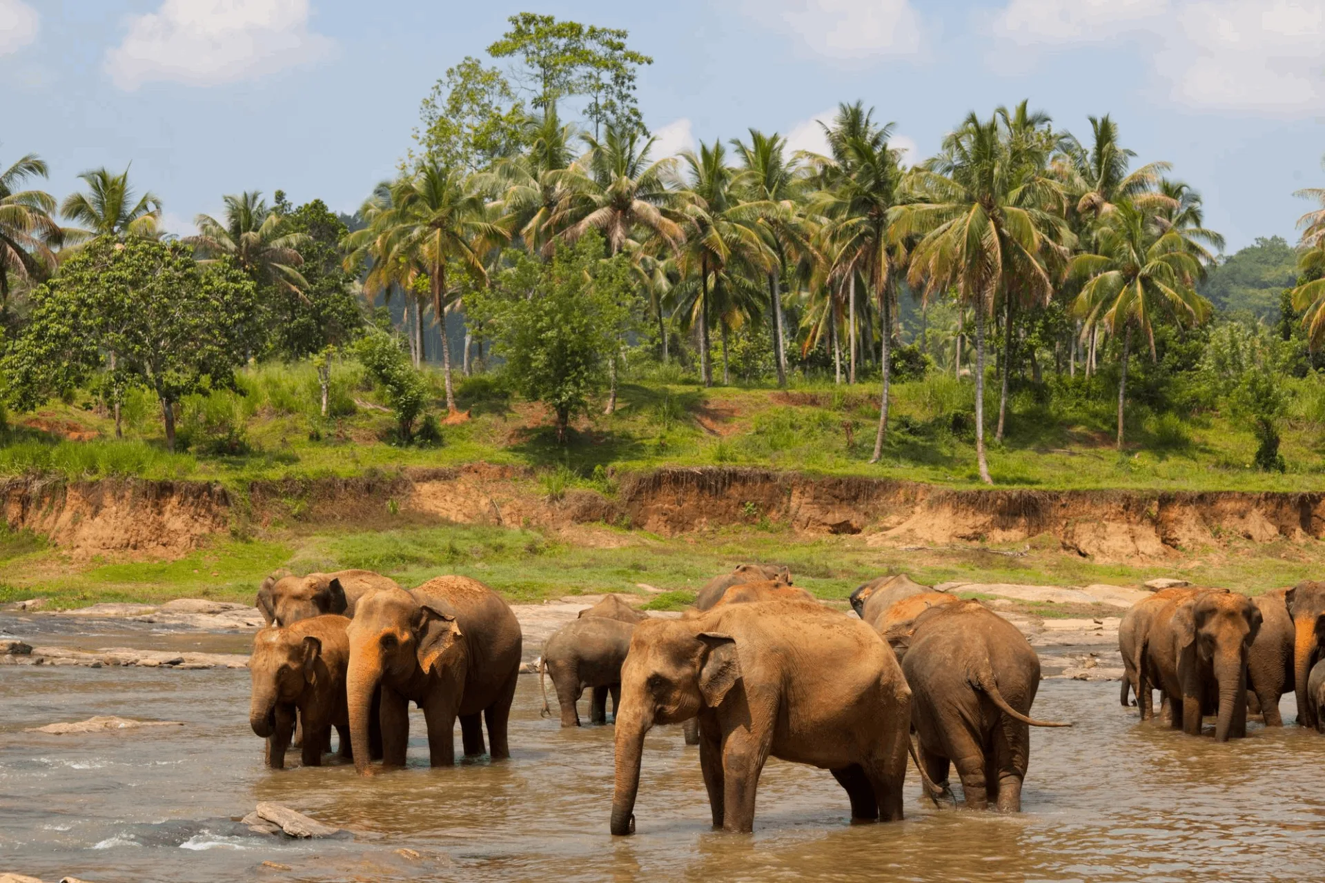 elefanti nel fiume nel viaggio in sri lanka con india magica tours