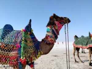 rann di kutch gujrat in viaggio in india