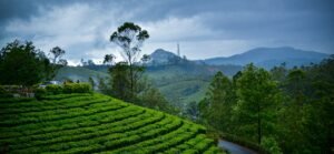 piantagione di te munnar viaggio in india del sud
