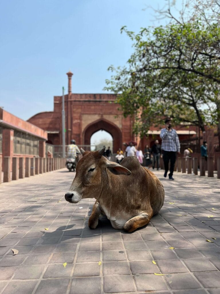 mucca sacra indiana seduta alla porta del monumento nel tour di india magica tours