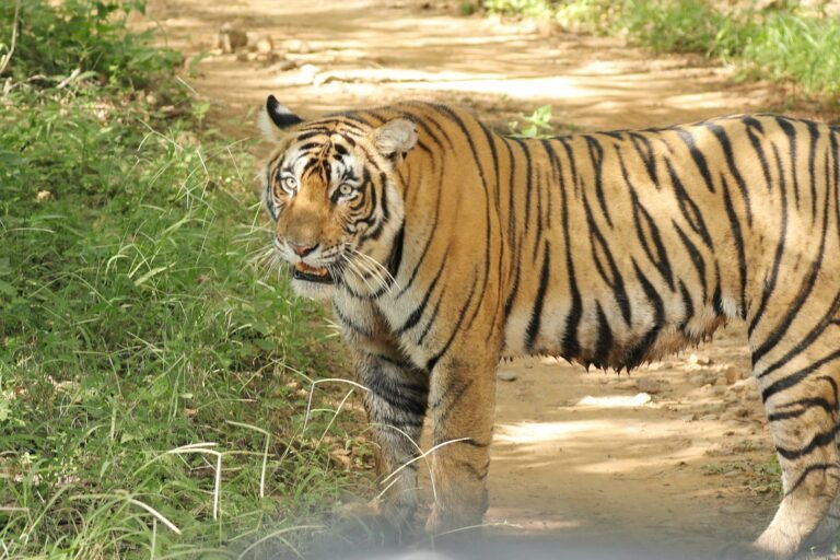 safari tigre ranthambhore tour in rajasthan con india magica tours