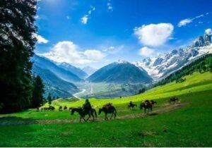 cavalli in verde e montagne a sonamarg kashmir nel viaggio con india magica tours