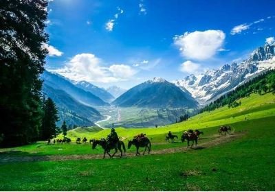 cavalli in verde e montagne a sonamarg kashmir nel viaggio con india magica tours