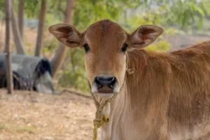 vitello di una mucca sacra indiana da indiamagicatours