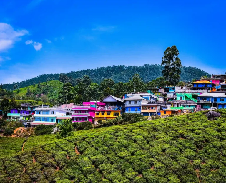 piantagioni di te a munnar nel viaggio di nozze kerala con india magica tours
