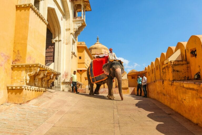 elefante al forte amer nel viaggio organizzato in rajasthan con india magica tours