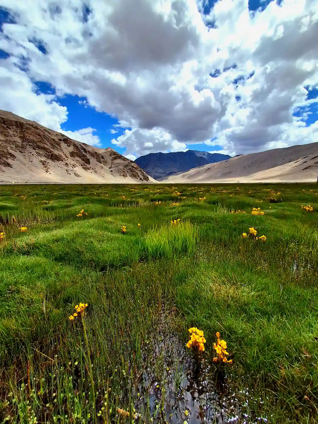 Fiori nella Puga Valley durante il viaggio organizzato in Ladakh