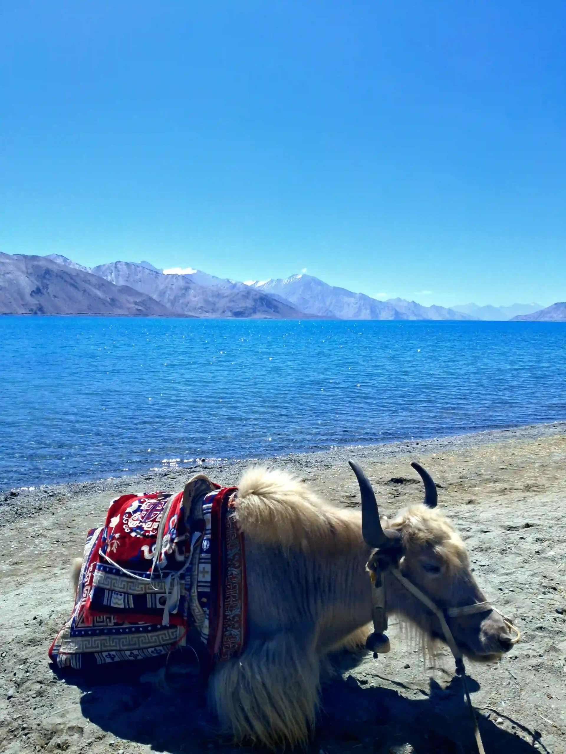 Yak sulle rive del Lago Pangong durante il tour privato Ladakh