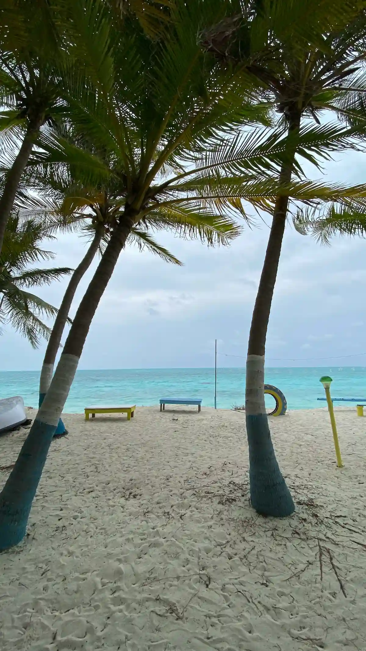 Palme tropicali sulla spiaggia delle Laccadive affacciate sull'oceano