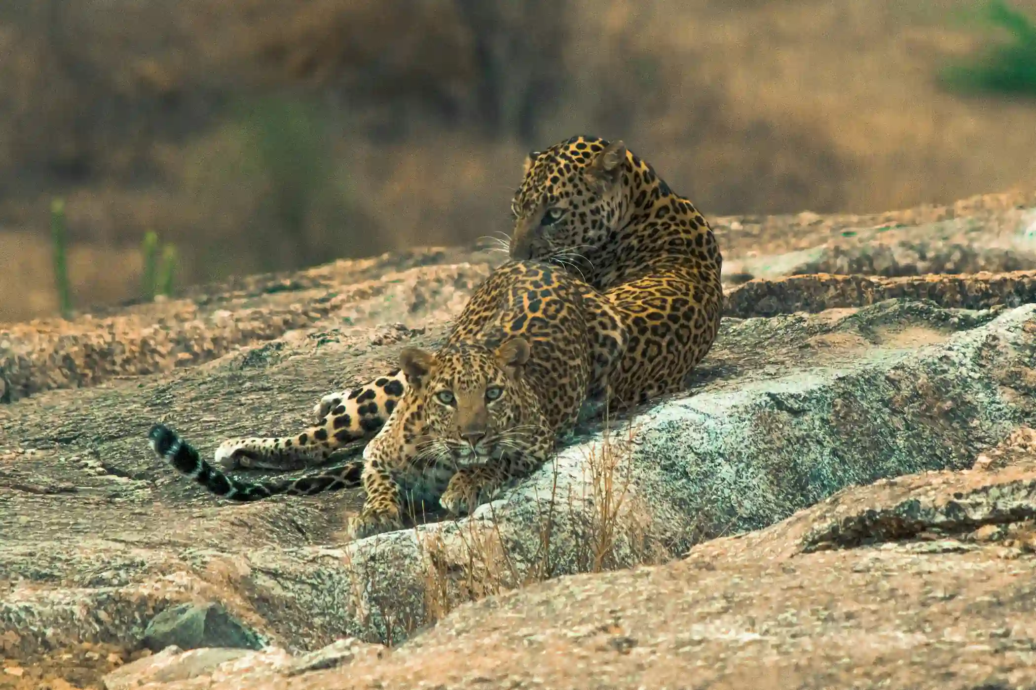 safari leopardi jawai cosa vedere rajasthan