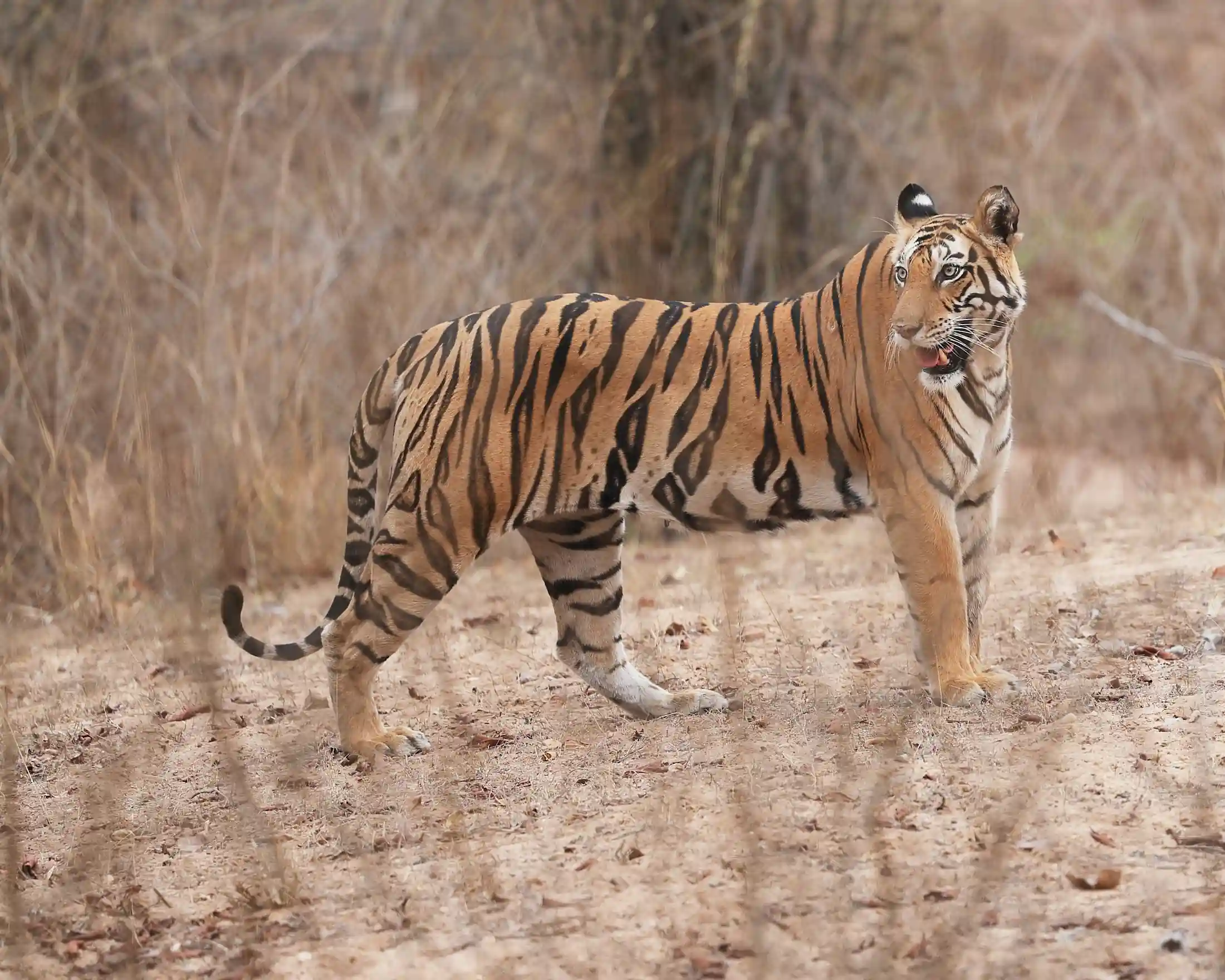safari tigri bengala bandhavgarh madhyapradesh cosa vedere