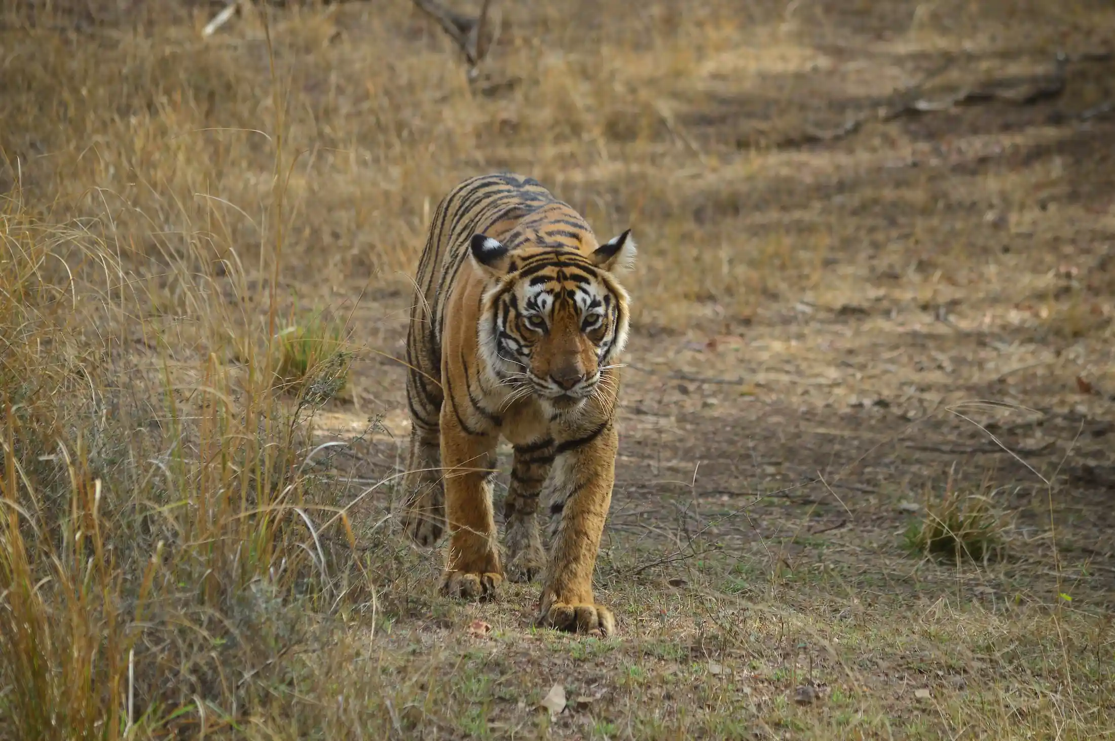 tigre del bengala safari per italiani con jeep a ranthambhore con india magica tours