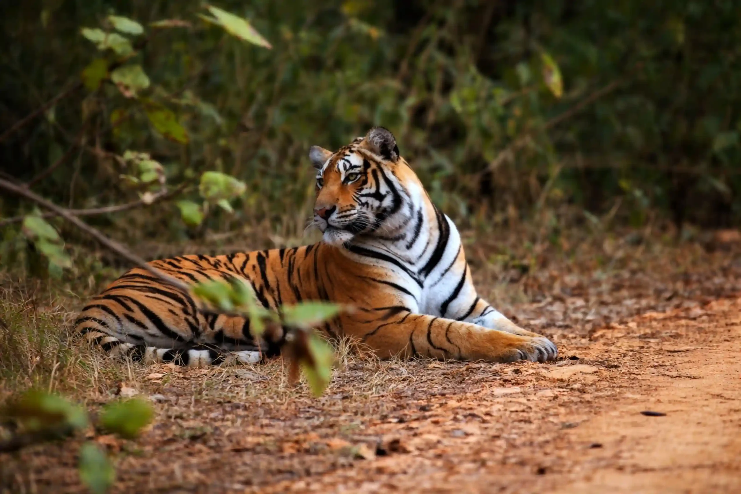 tigri del bengala nel safari in jeep a ranthambore con india magica tours