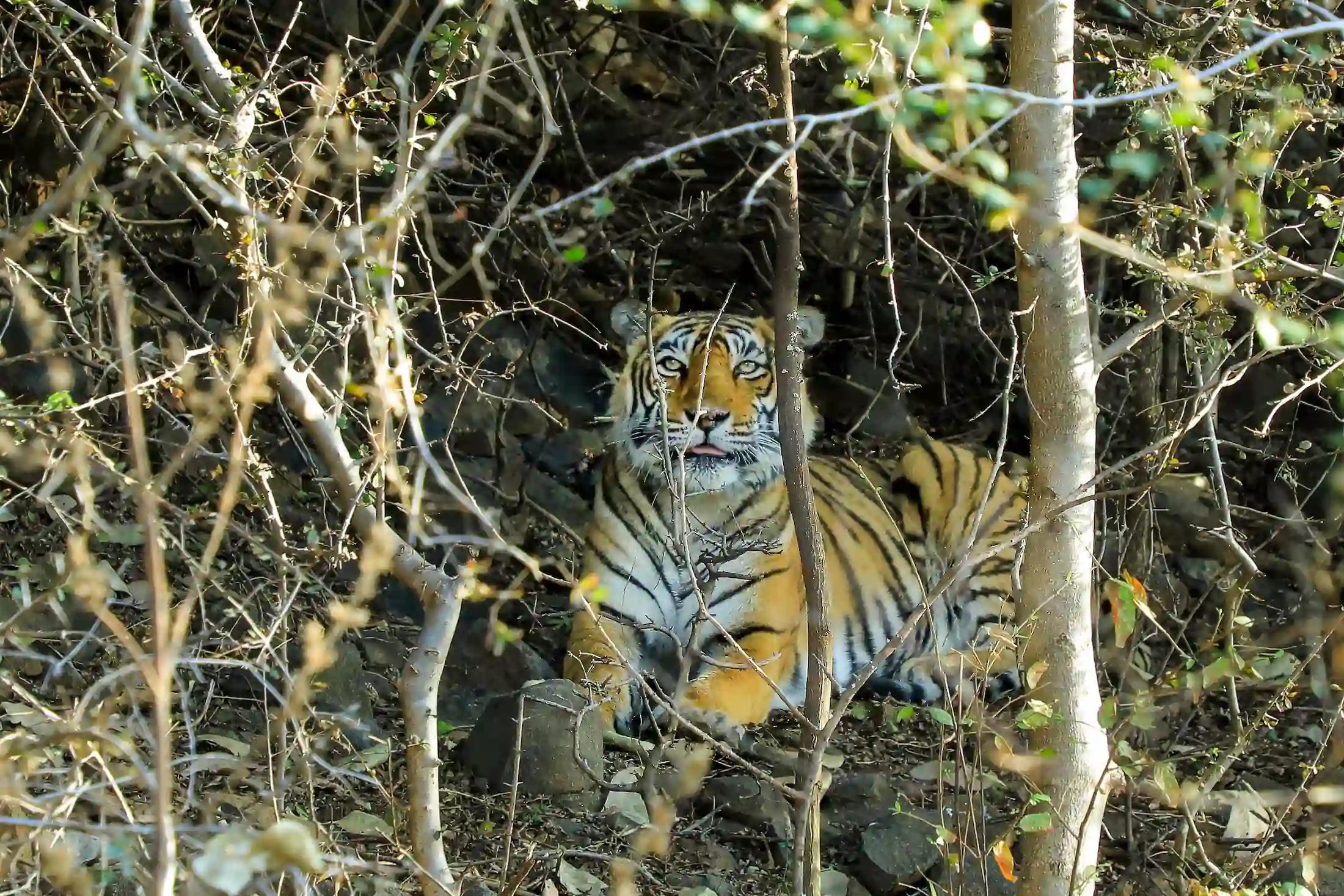tigri bengala safari a ranthambore con india magica tours