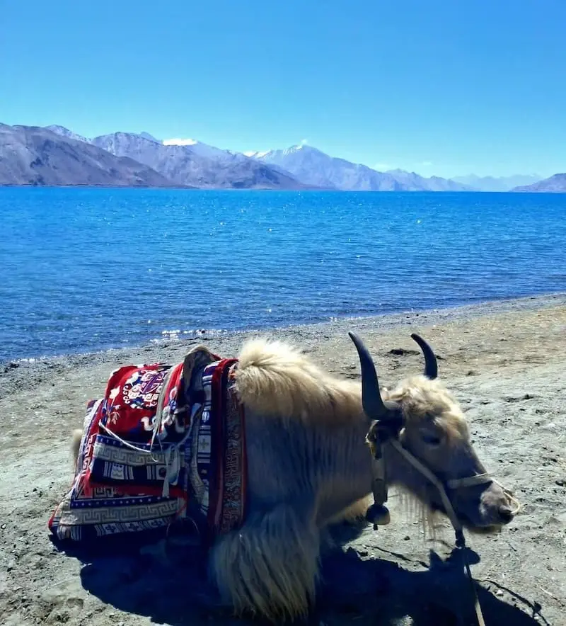 yak al lago pangong nel viaggio organizzato ladakh con laccadive